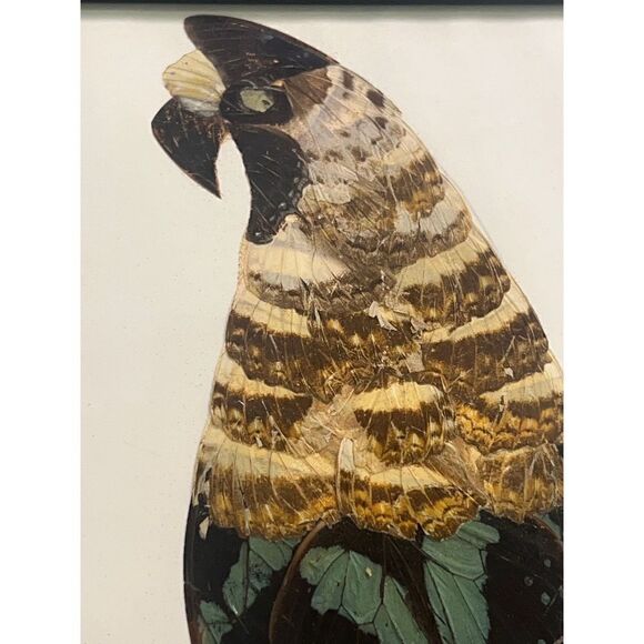 Vtg 70s Authentic Butterfly Wing Art Tropical Bird Parrot - Picture 3 of 6